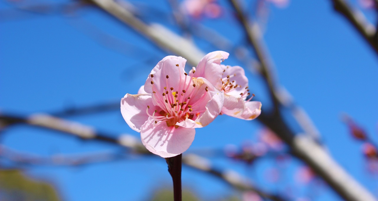 花楼满春 梦凡: 让心灵在春天绽放